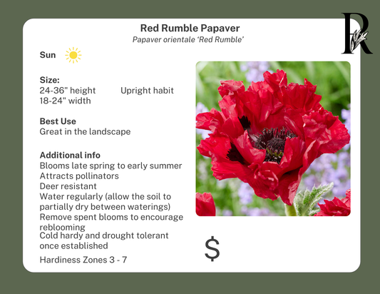 'Red Rumble' Poppy