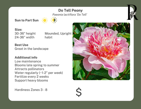 'Do Tell' Peony