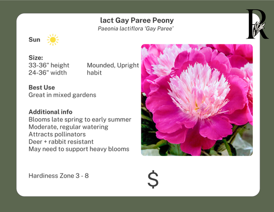 Gay Paree Peony