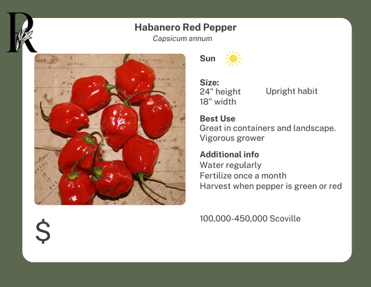 Habanero Red Pepper