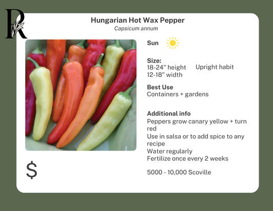 Hungarian Hot Wax Pepper