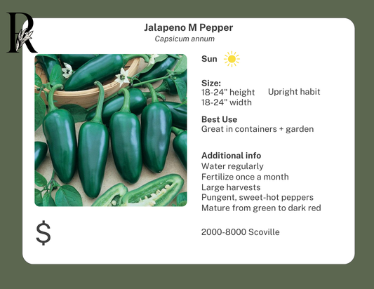 Jalapeno M Pepper