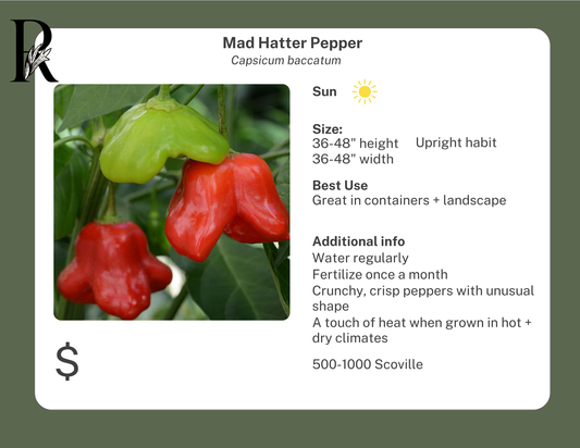 Mad Hatter Pepper