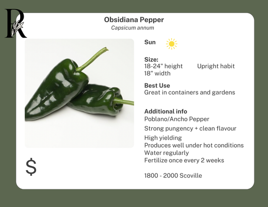 Obsidiana Pepper