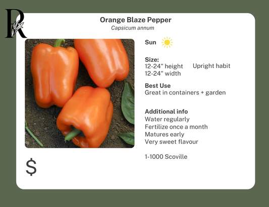 Orange Blaze Pepper