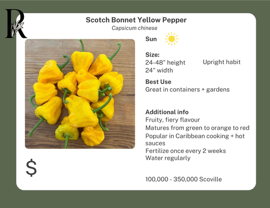 Scotch Bonnet Yellow Pepper