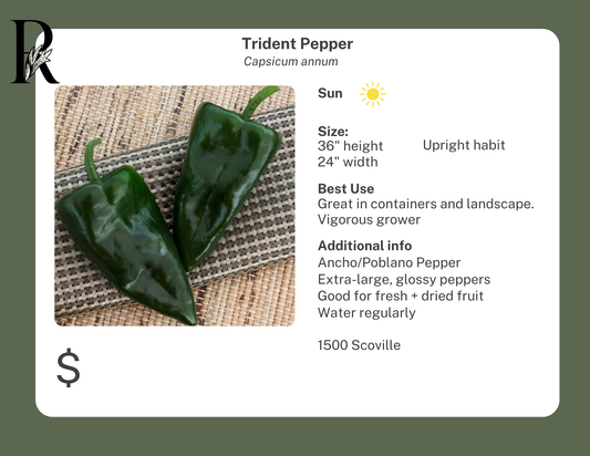 Trident Pepper