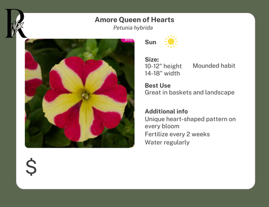 Amore Queen of Hearts Petunia