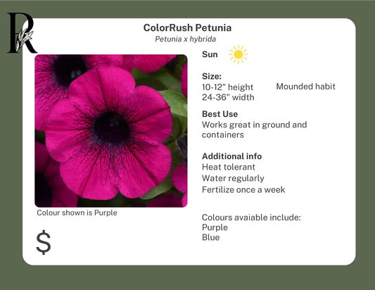 ColorRush Petunia White