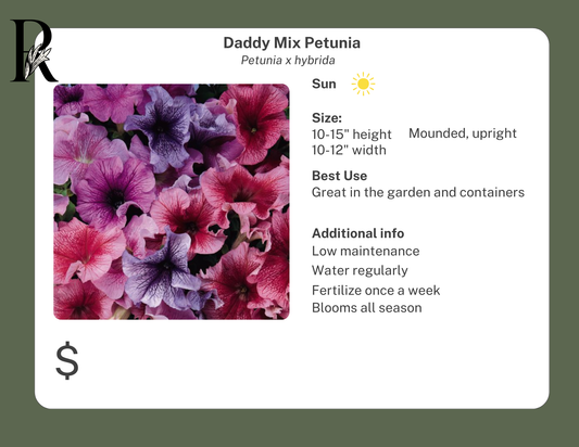 Daddy Mix Petunia