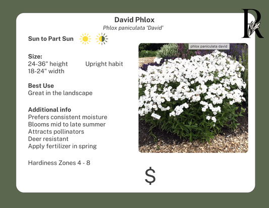 'David' Phlox