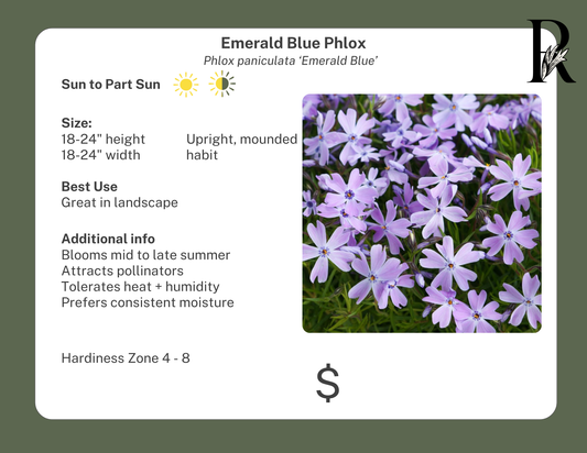 'Emerald Blue' Phlox