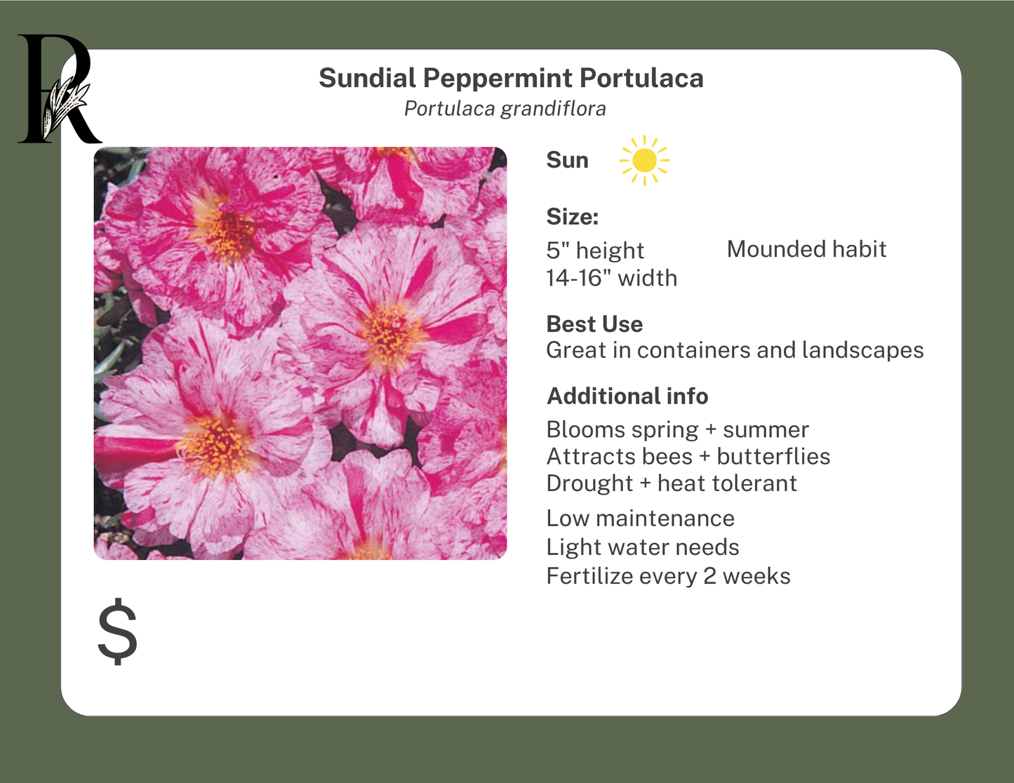 Sundial Peppermint Portulaca