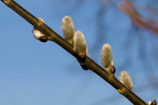 Pussy Willow