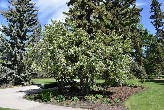 Thiessen Saskatoon