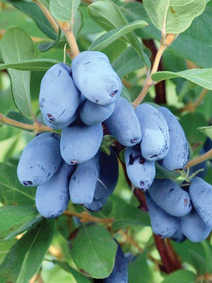 Boreal Beauty Honeyberry - 'Haskap'