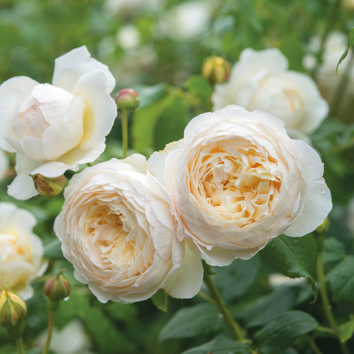 Claire Austin Rose (David Austin)