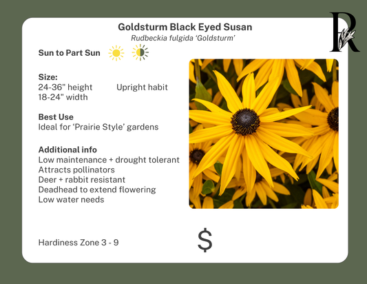 'Goldsturm' Black Eyed Susan