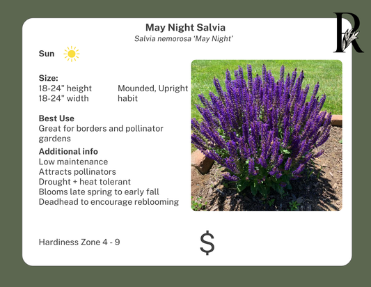 'May Night' Salvia