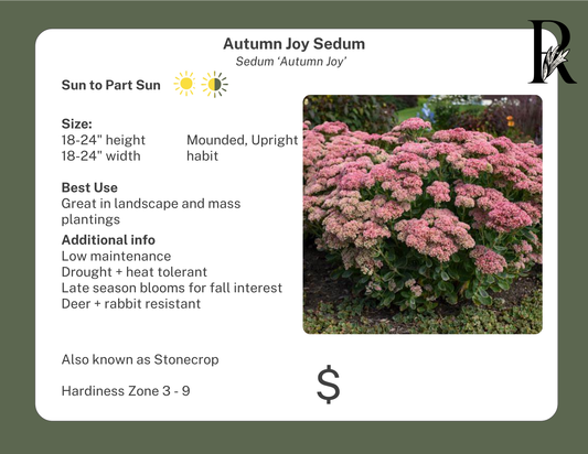 'Autumn Joy' Sedum
