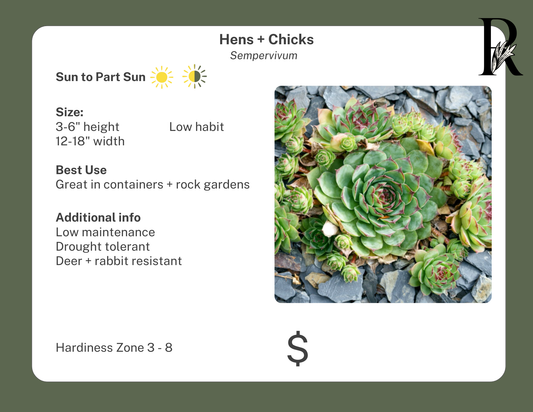 Hens + Chicks Sempervivum