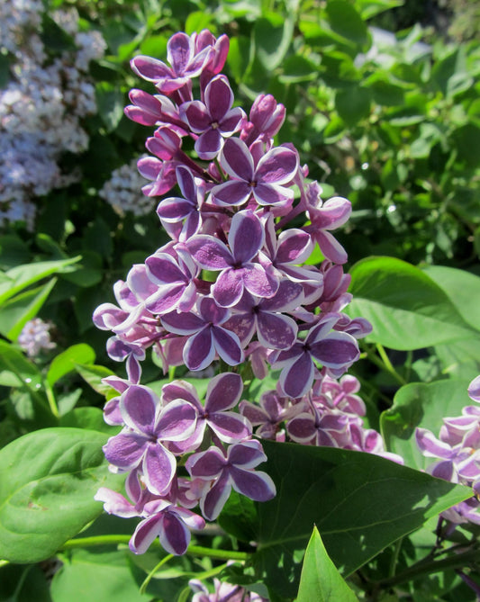 Sensation French Lilac