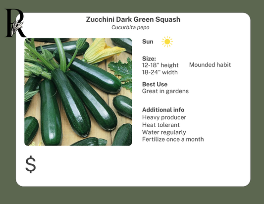 Zucchini Dark Green Squash