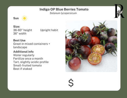 Indigo OP Blue Berries Tomato