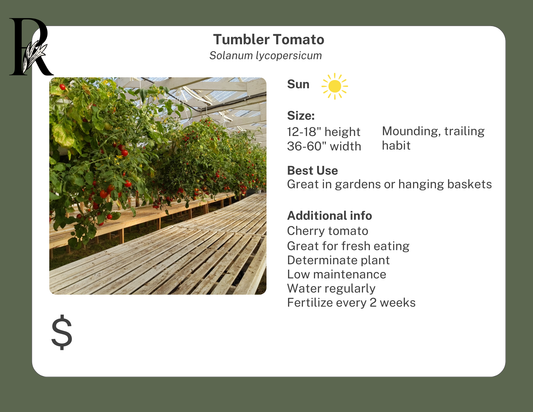 Tumbler Tomato