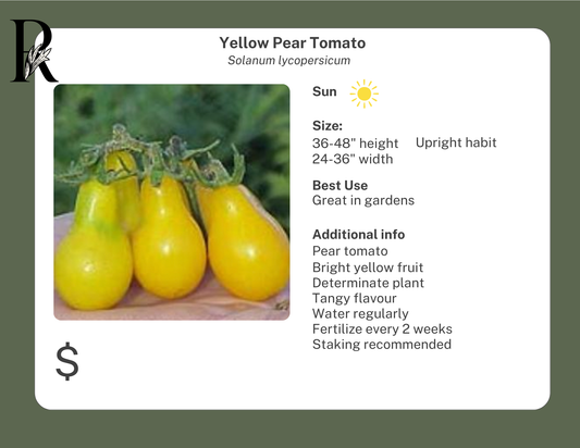 Yellow Pear Tomato