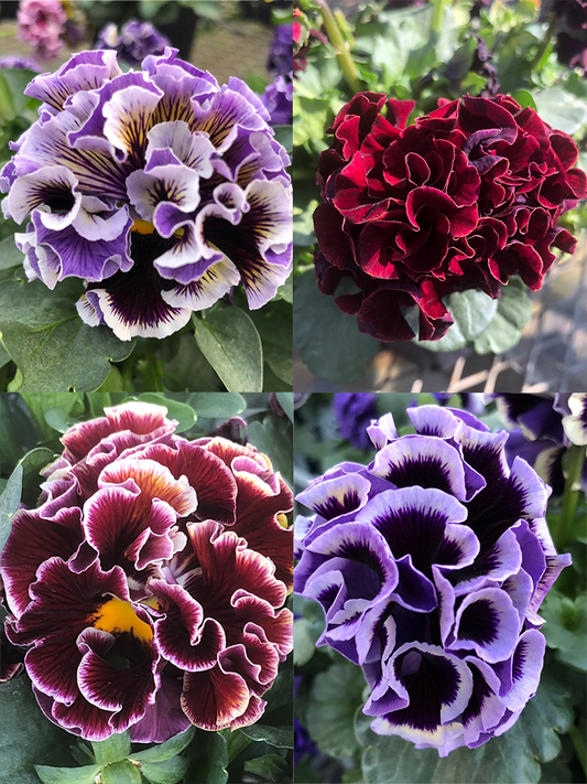 NEW! Elegance Pansy