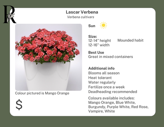 Lascar Verbena Vampire