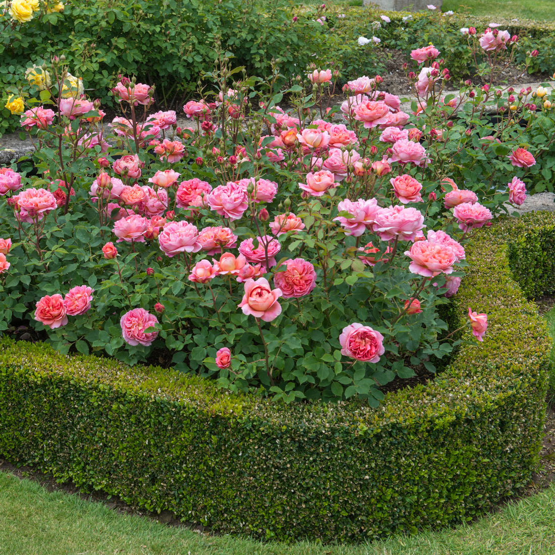 Boscobel Rose (David Austin)