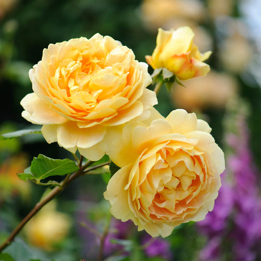 Golden Celebration Rose (David Austin)