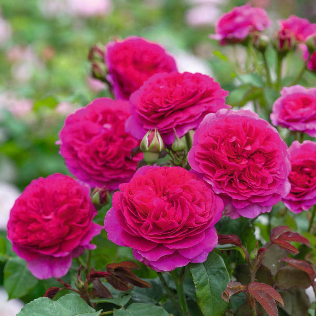 Gabriel Oak Rose (David Austin)