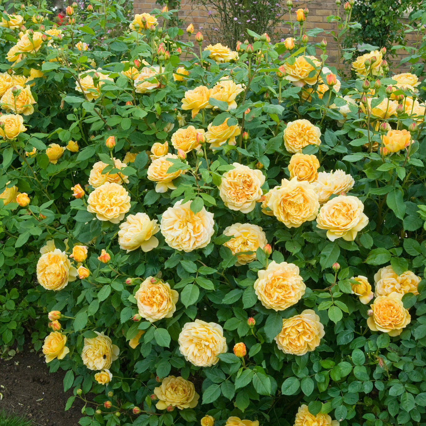 Golden Celebration Rose (David Austin)