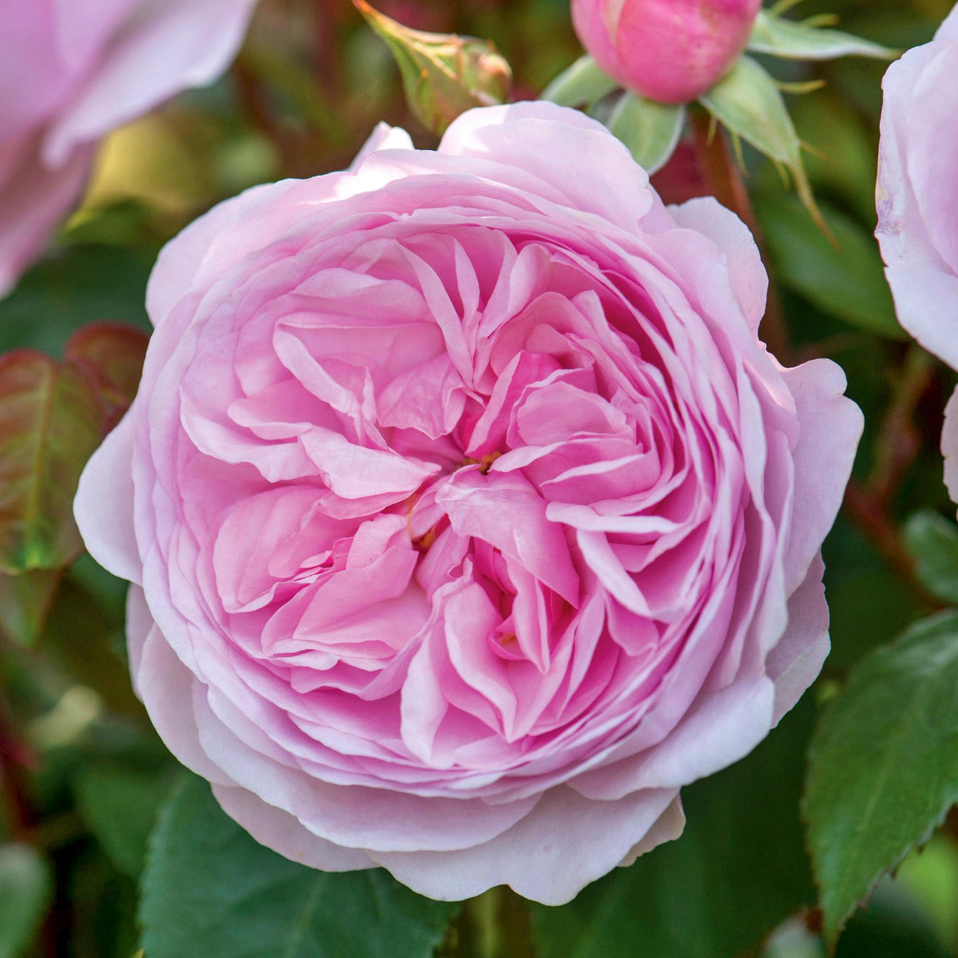 Olivia Rose Austin (David Austin)