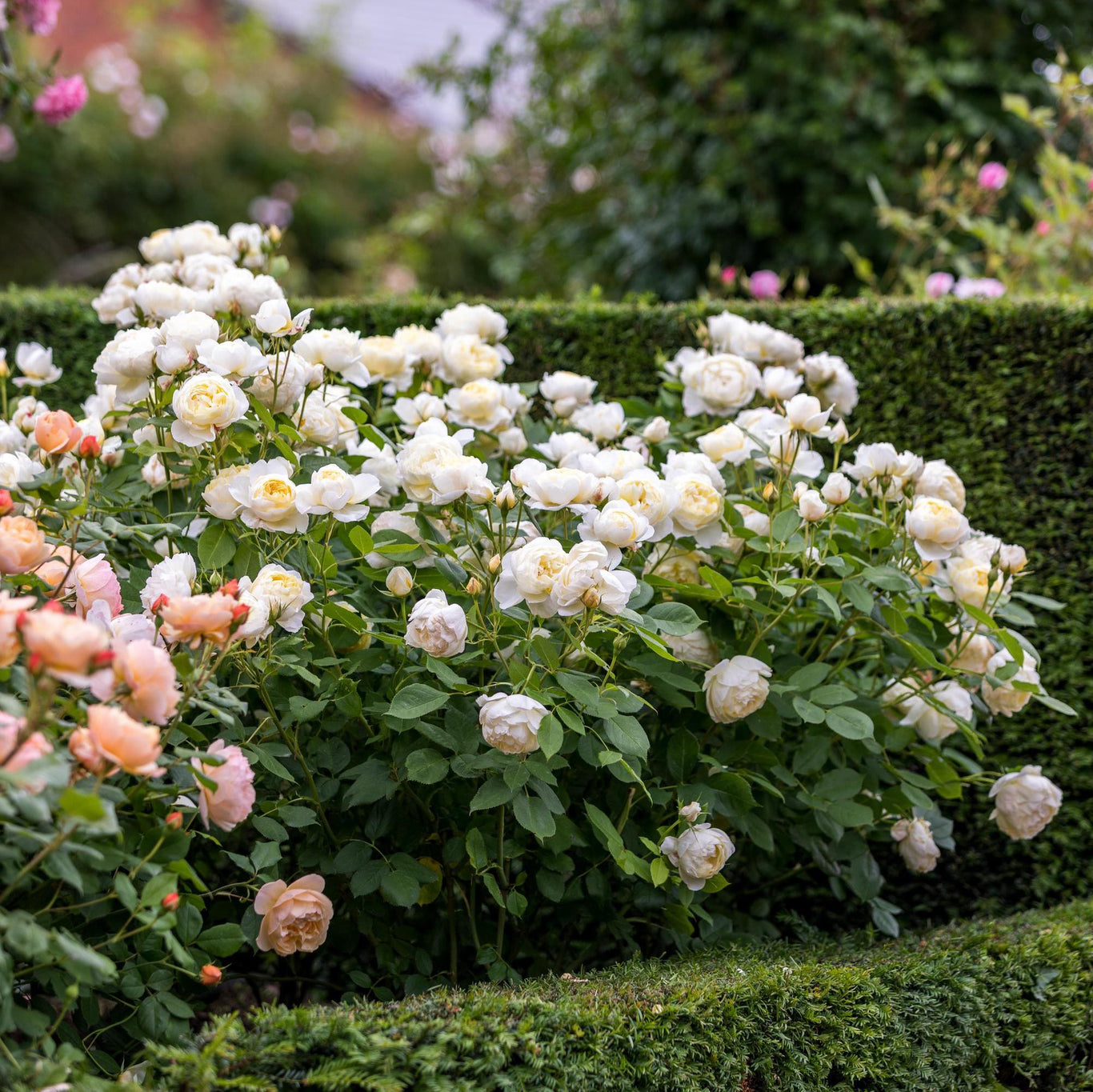 Vanessa Bell Rose (David Austin)