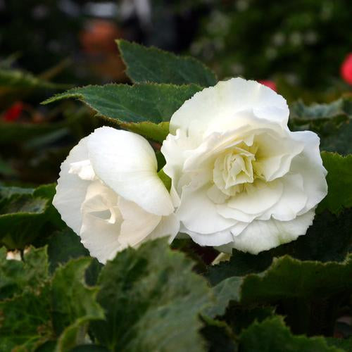 Nonstop White Begonia