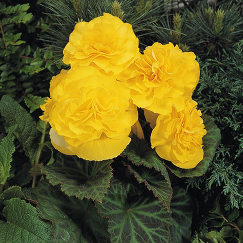 Nonstop Yellow Begonia