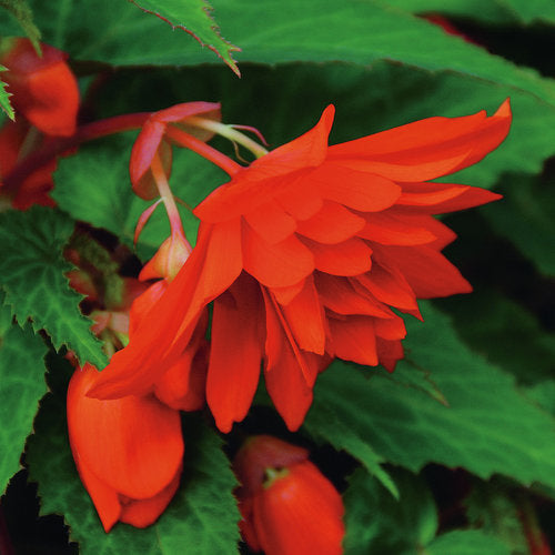 Belleconia Hot Orange Begonia (Proven Winners)