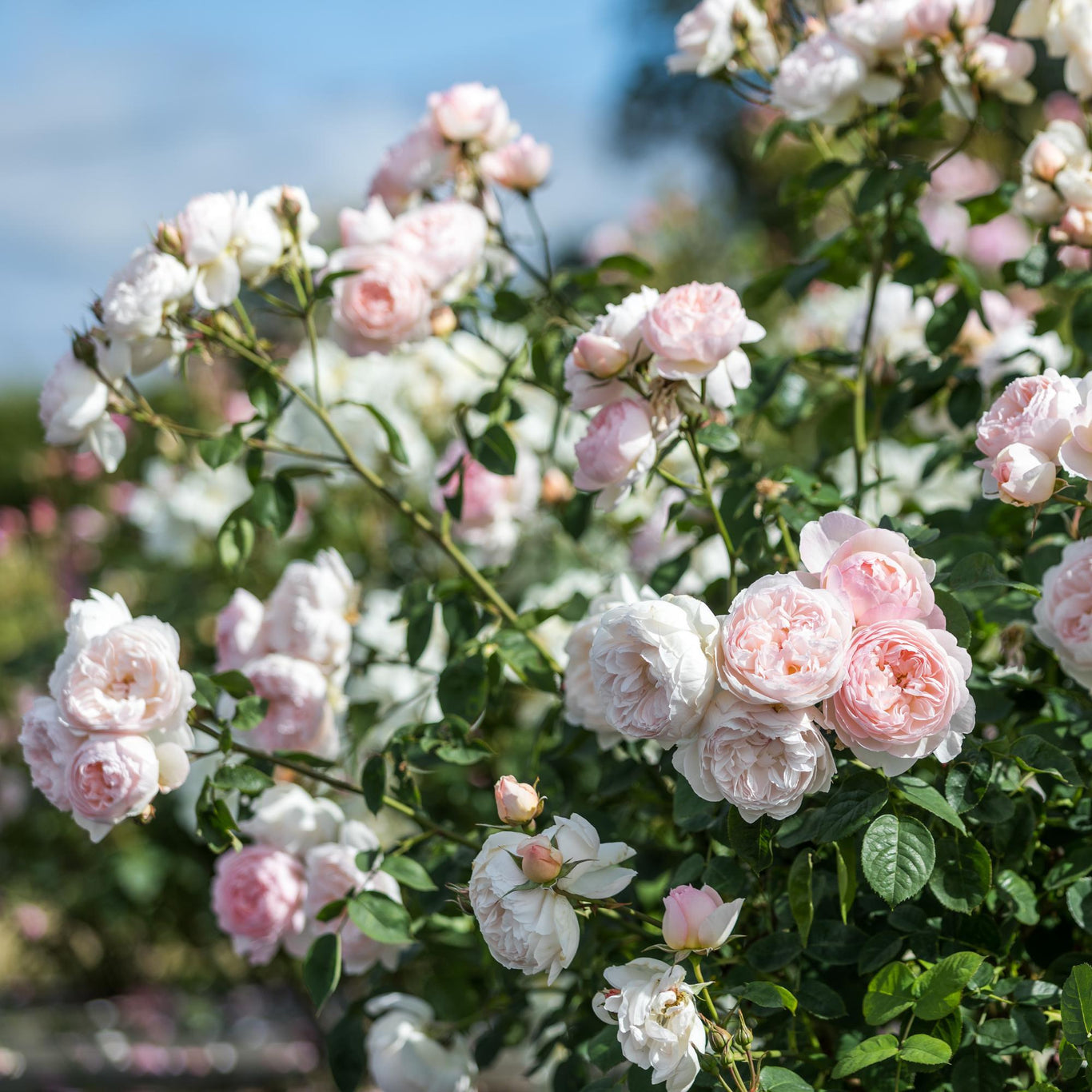 Gentle Hermione Rose (David Austin)