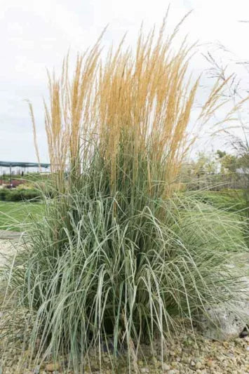 Overdam Feather Reed Grass