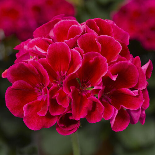 Calliope Medium Crimson Flame Geranium