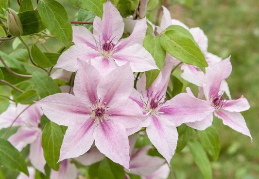 Pink Fantasy Clematis