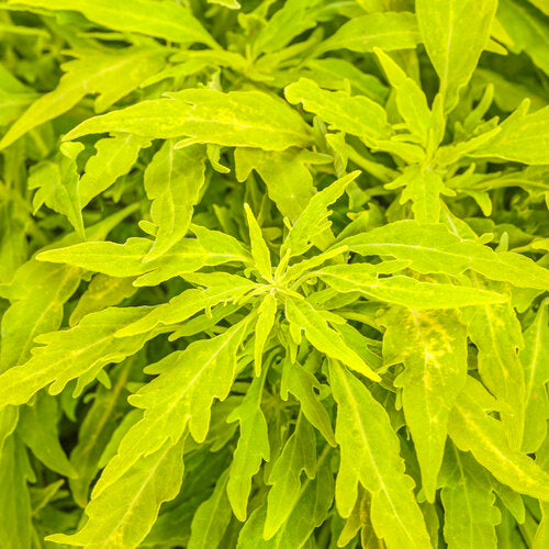 ColorBlaze Mini Me Chartreuse Coleus (Proven Winners)