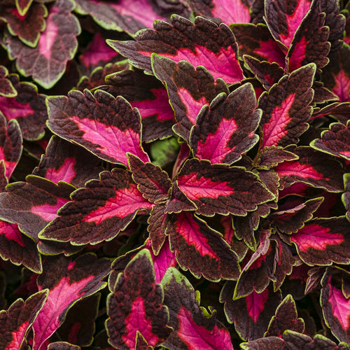 ColorBlaze Velveteen Coleus (Proven Winners)