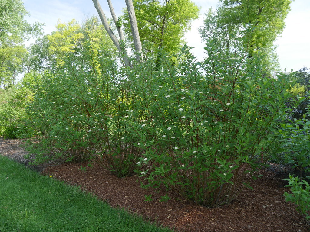 Arctic Fire Red Twig Dogwood (Proven Winners)