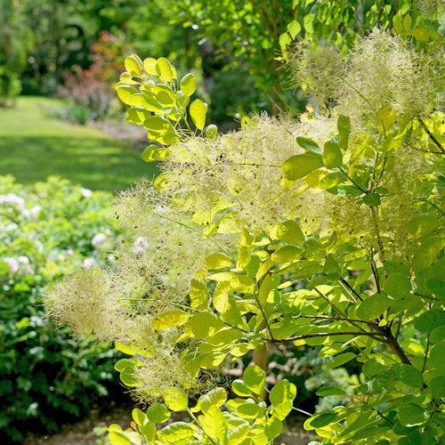Winecraft Gold Smoke Bush (Proven Winners)