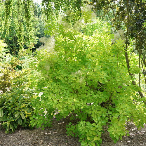 Winecraft Gold Smoke Bush (Proven Winners)